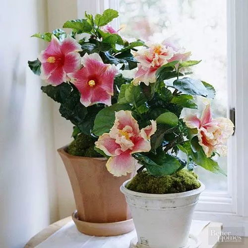 折射光就能活 19種室內(nèi)種植花卉推薦