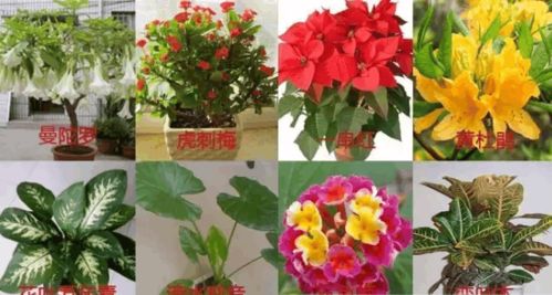 臥室養(yǎng)花需謹(jǐn)慎 這8種常見花卉或傷身，這些安全植物讓居室更健康