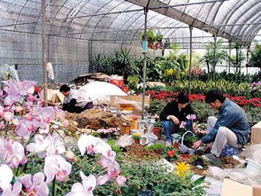 花卉產業強省 云南如何領跑全國并影響世界
